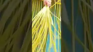 the process of weaving coconut leaves to make mats #shorts