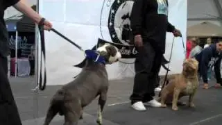 A.B.B.A. BULLY SHOW SMOKIE AT THE BULLY PITBULL SHOW WITH BLUELINEFAMILY DAL MAR CALIFORNIA