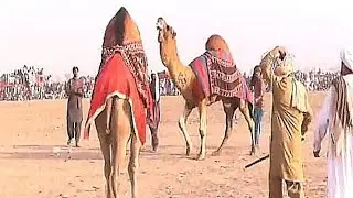 Camels festival in rojhan mazari | onth ka dangal | uth bazi