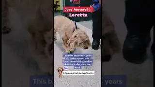 Rescuing a blind/ deaf senior shelter dog #shorts #shelterdogs #senior