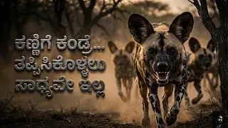 WILD DOGS 🐾 ಕಣ್ಣಿಗೆ ಕಂಡ್ರೆ…ತಪ್ಪಿಸಿಕೊಳ್ಳಲು ಸಾಧ್ಯವೇ ಇಲ್ಲ! | ಭಯಾನಕ ಗುಂಪು ಬೇಟೆಗಾರರು| Kannada Documentary