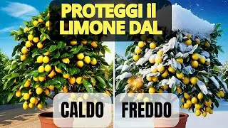 Come Proteggere il Limone in Vaso. Perch&egrave; Coprire Il VASO DEL LIMONE? ESTATE O INVERNO