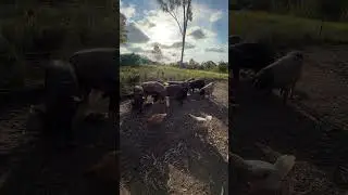 Happy Free-Range Afternoon Feed 🐷🐔| #freerangepigs