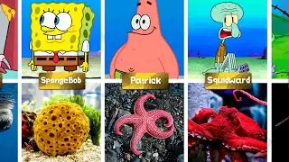 SpongeBob Characters in Real Life 😱🧽 You Won&rsquo;t Believe They Actually Exist