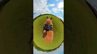 POV: Your Corgi just became a 360&deg; superstar 🐾📸
