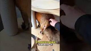狐狸漂亮的大尾巴只是摆设吗？墨离：我可没空狐闹 #萌宠 #pets #vulpes #养狐狸 #墨离公子moli