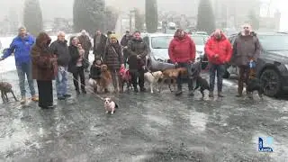 Cani, gatti e cavalli a Groppallo: ecco la benedizione degli animali
