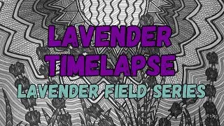 Lavender Field Series: Lavender Timelapse