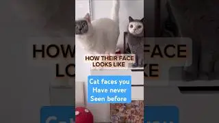 The Cutest Cat Faces You Won&rsquo;t Believe Exist! #CuteCats #CatFaces #AdorableCats #UniqueCats #Cat