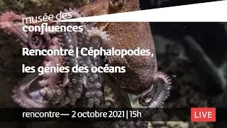 F&ecirc;te de la science 2021 | Rencontre | C&eacute;phalopodes, les g&eacute;nies des oc&eacute;ans