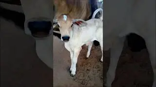 cute baby cow adorable moments #cow #babycow #cowcalf #cowvideos #cuteanimals #trending #shorts