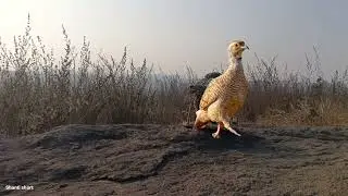Khubsurat bird's ki awaaz grey francolin voice partridge hunting sound titeer voice irn teetar awaaz