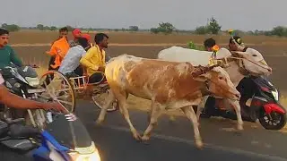 Yamanur to hubli 💥😎 Video02#hubli  #dharwad #bull #ulavi #bullsrace #ox #yamanur #bulls #bullsrecing