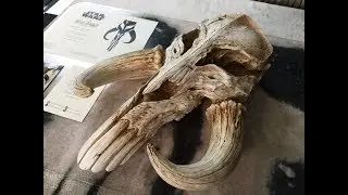 MANDALORIAN MYTHOSAUR SKULL