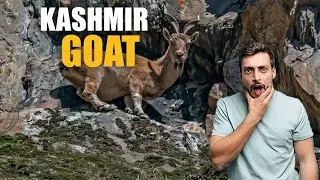 Unbelievable: Meeting a Mountain Goat on a Cold and Windy Mountain Top. @souravjvlogs