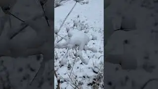 DU FROID EN MONTAGNE