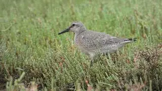 Red Knot, Piovanello maggiore (Calidris canutus)