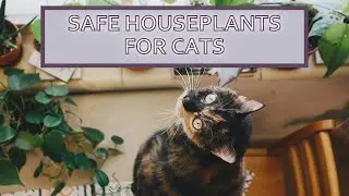 CAT-FRIENDLY INDOOR GARDENING | Safe & Stimulating Houseplants for Cats | Cambria Nursery & Florist