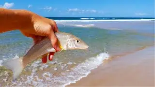 Whiting FRENZY in Noosa River! - Bustup Stonkers Fishing