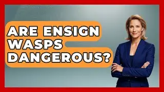 Are Ensign Wasps Dangerous? - Reptilian Wonders