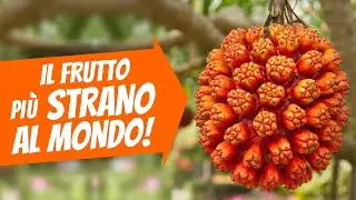 TOP 10 FRUTTI TROPICALI CHE NON CONOSCI
