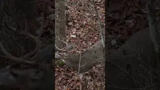 Ohio creek bottom cruiser in November!