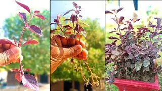 Red Hedge Plant Cutting Grow ||Lalsa Hedge || Lal Badshah Plant Propagation