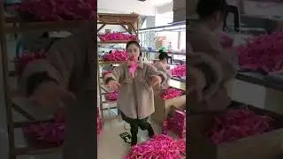 HAND SENSOR FLYING DOLL TOY