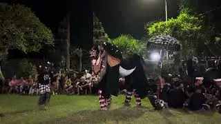 Barong Bangkung NGAWASUKA Br Kuwum Anyar
