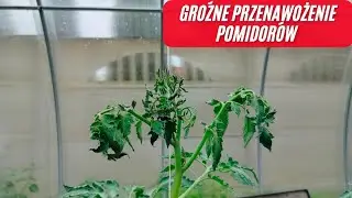 Jak rozpoznać przenawożenie pomidorów? Co zrobić z przenawożonymi pomidorami?