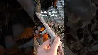 Giant Double Beared Turkey with Huge Spurs! #god #trending #turkey