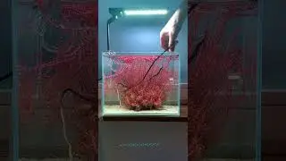 Before and 1 month after trimming Rotala Hra #aquascape #plantedtank #nanotank