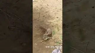 rabbit trap l mujhe jeene do#village #trap#rabbit#shorts