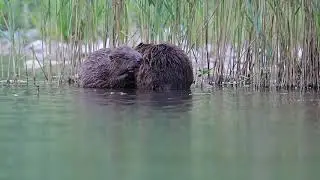 Génie Végétal - Pour la protection des berges de cours d'eau