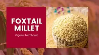 Foxtail Millet - High Fiber content food.