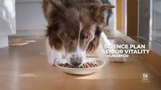 Hill&rsquo;s Senior Vitality hundef&ocirc;r