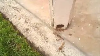 Dry Rot Repair San Diego - 619-850-4794