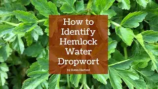 How to Identify Hemlock Water Dropwort - Expert Guide by Robin Harford