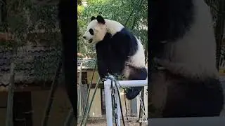 Funny Panda's🐼 Mischief &mdash; Try Not to Laugh