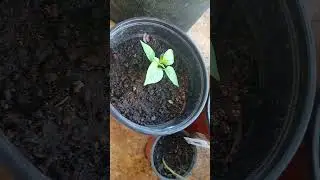 Sowing seeds and showing what I used in my containers to sow the seeds.