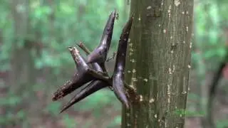 Bullhorn Acacia and Symbiont Ants in Barro Colorado Island