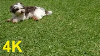 4K Free Stock Footage: Dog in the Garden (4 videos)