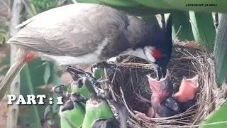 Dragonfly feeding to baby birds | Bird videos | bird nest | bulbul | part 4