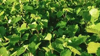 rootstock nursery 🍇🍇🍇🌱 contact 8970837112