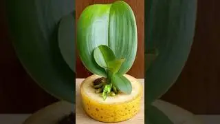 Just Banana! Orchid Leaves Immediately Grow Roots From The Base And Bloom All Year Round #orchids