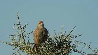Tarphonomus certhioides