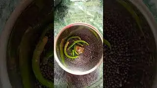 #bhola macher jhal #সরষে দিয়ে ভোলা মাছের ঝাল#short #youtubeshorts#piyalirrannaghar