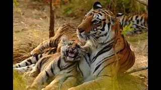 TIGER MUMS HINDI FULL FILM/ टाइगर माँ