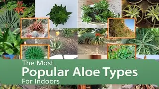 The Most Popular Aloe Types For Indoors