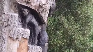 Inch Field Sculpture Trail Suir Blueway, Cahir Co. Tipperary Ireland Travelvlog 2024